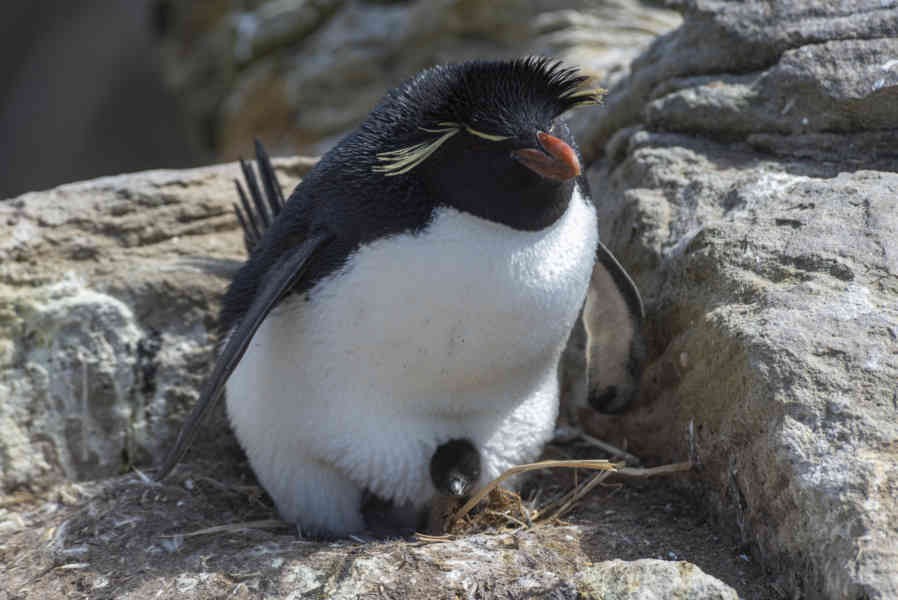Pingüino Rockhopper - islas Falkland o Malvinas 29.jpg